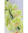 Vara ramo orquideas cinbidium latex 80