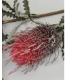 Vara flor mangostino red en latex 80cm largo