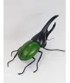 Escarabajo hércules verde