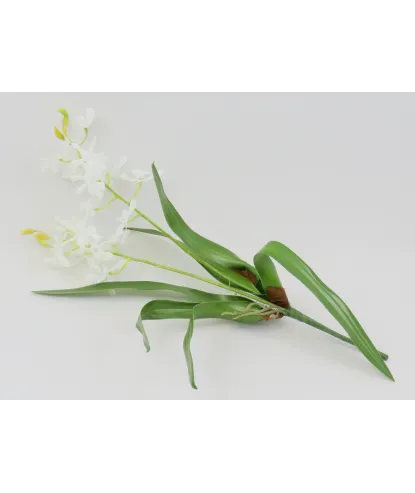 Ramito  de orquídea cimbidium gde hojas fino 48cm alto