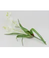 Ramito  de orquídea cimbidium gde hojas fino 48cm alto