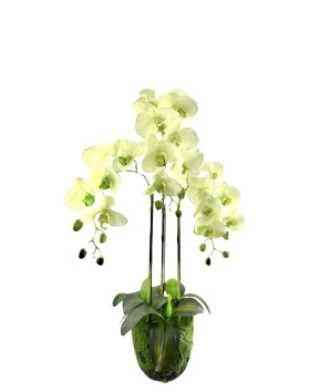 orquidea grande base redonda  tronco 60 cm