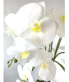 orquídea mata fina redonda 72x39 cm