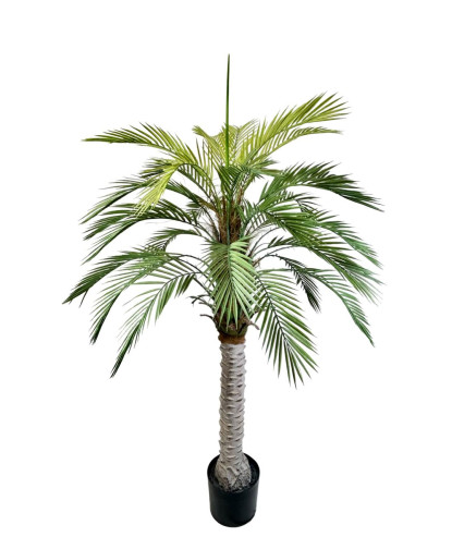 planta grande palma tronco 60x55cm